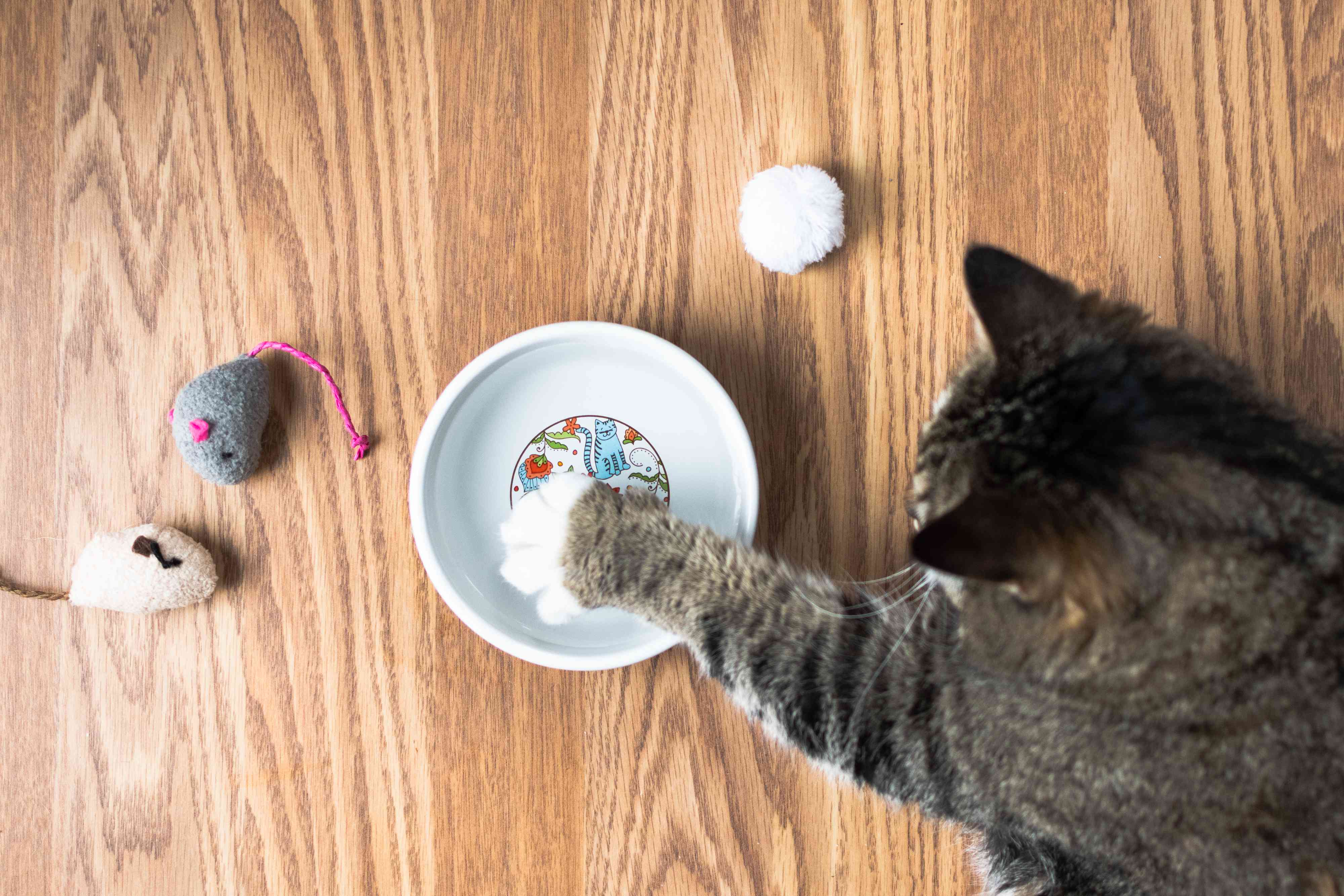 棕色的猫在玩具旁边的碗里拍水