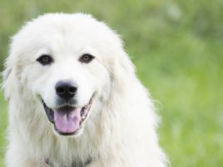 一只大比利牛斯犬在户外。
