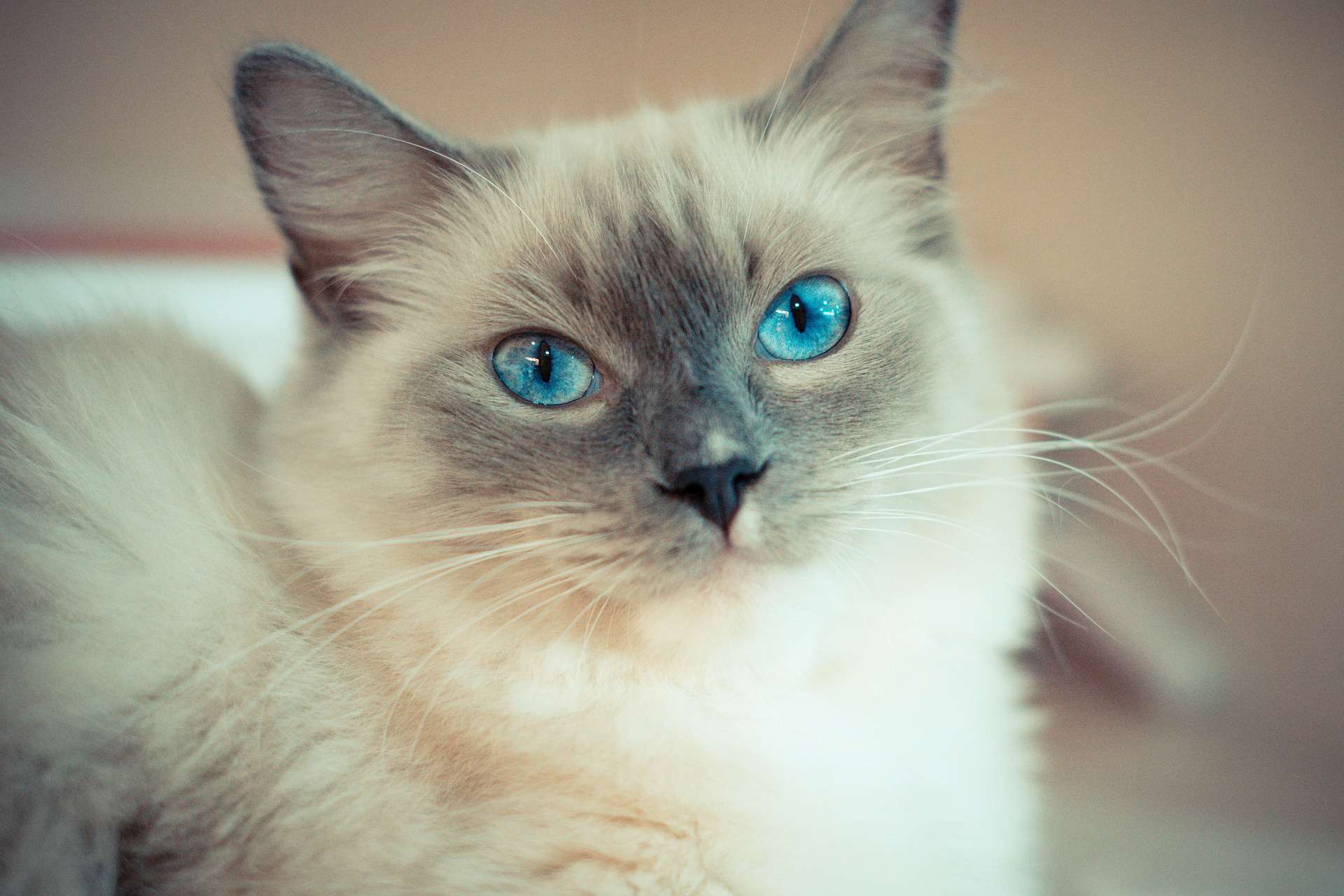 一只布娃娃猫看着摄像机。