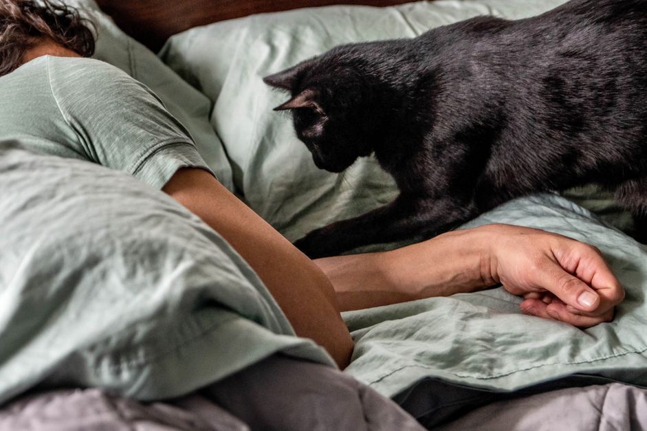 黑猫靠近床上熟睡的主人