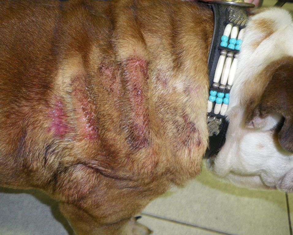斗牛犬身上的热点