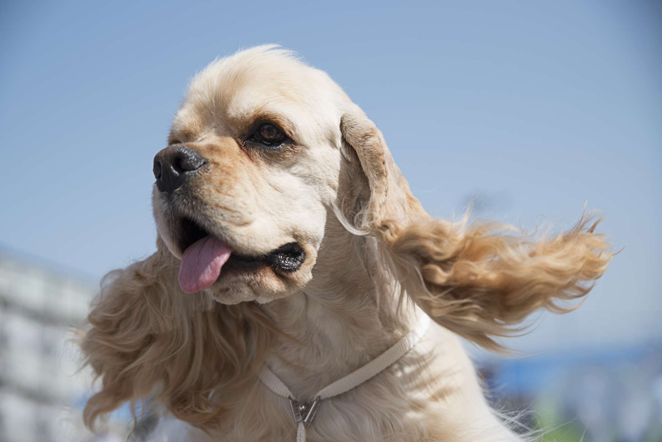 美国可卡犬在蓝天前的侧面