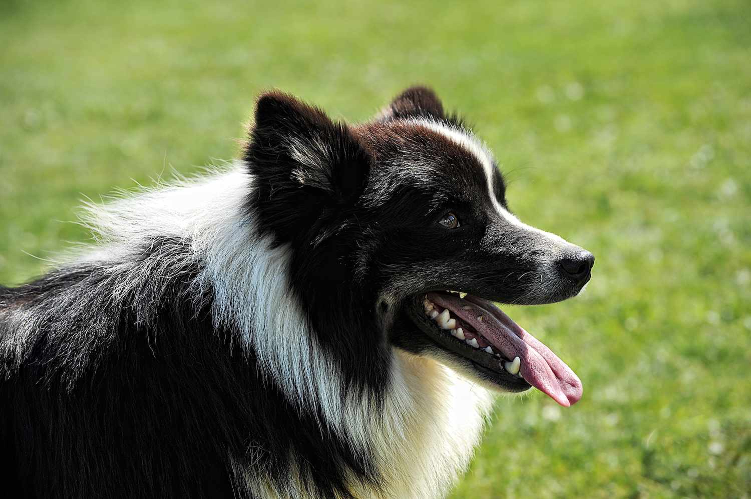 冰岛牧羊犬气喘吁吁