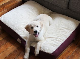 Dog lying on the Armarkat Pet Bed Mat next to a couch