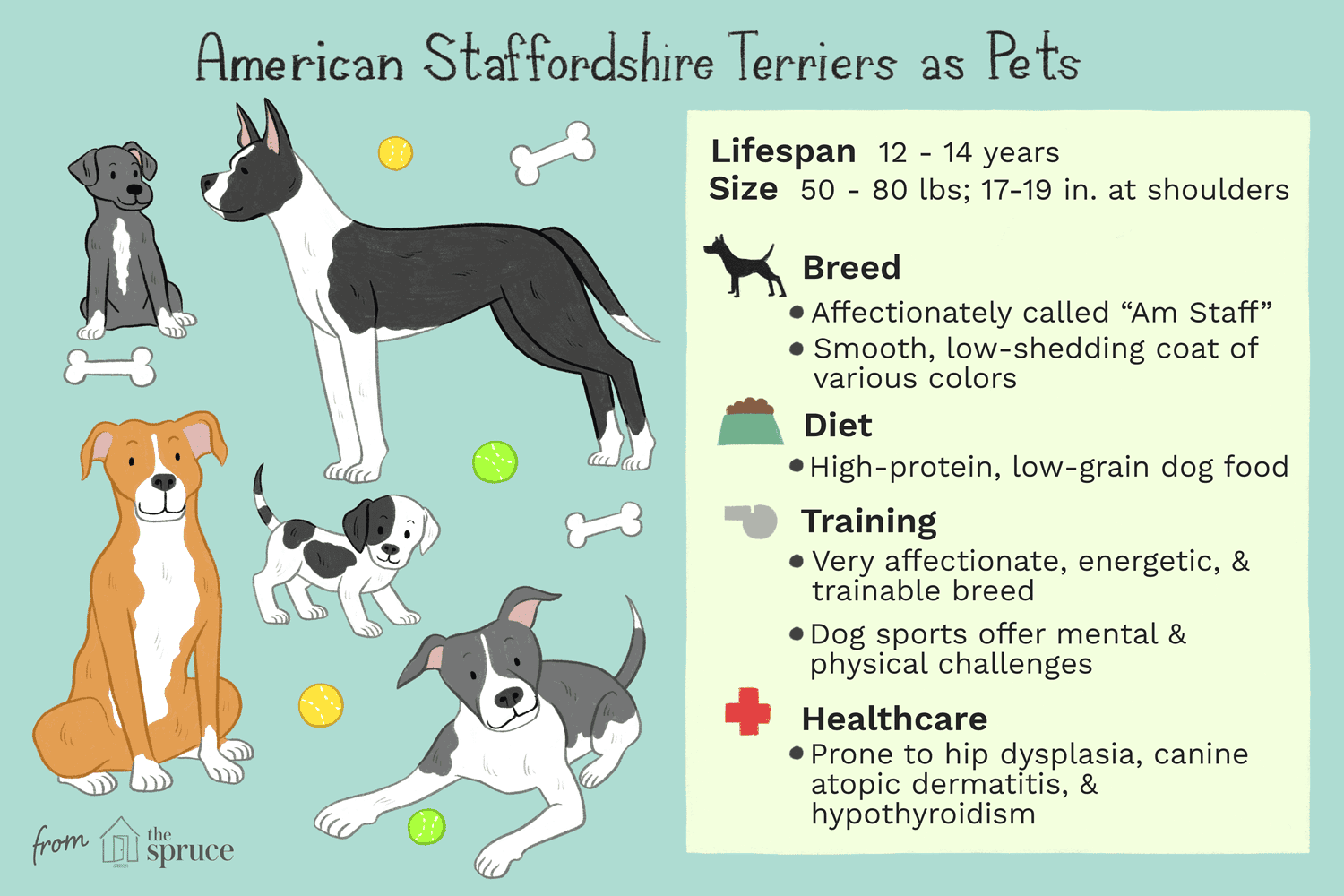 美国斯塔福德犬作为宠物护理单插图