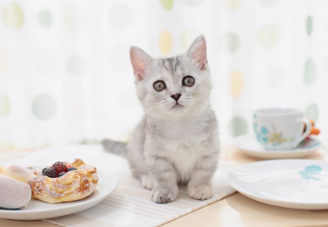 猫咪咖啡馆桌子上的小猫
