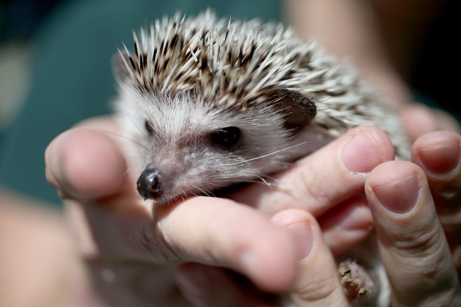 African pygmy hedgehog being held