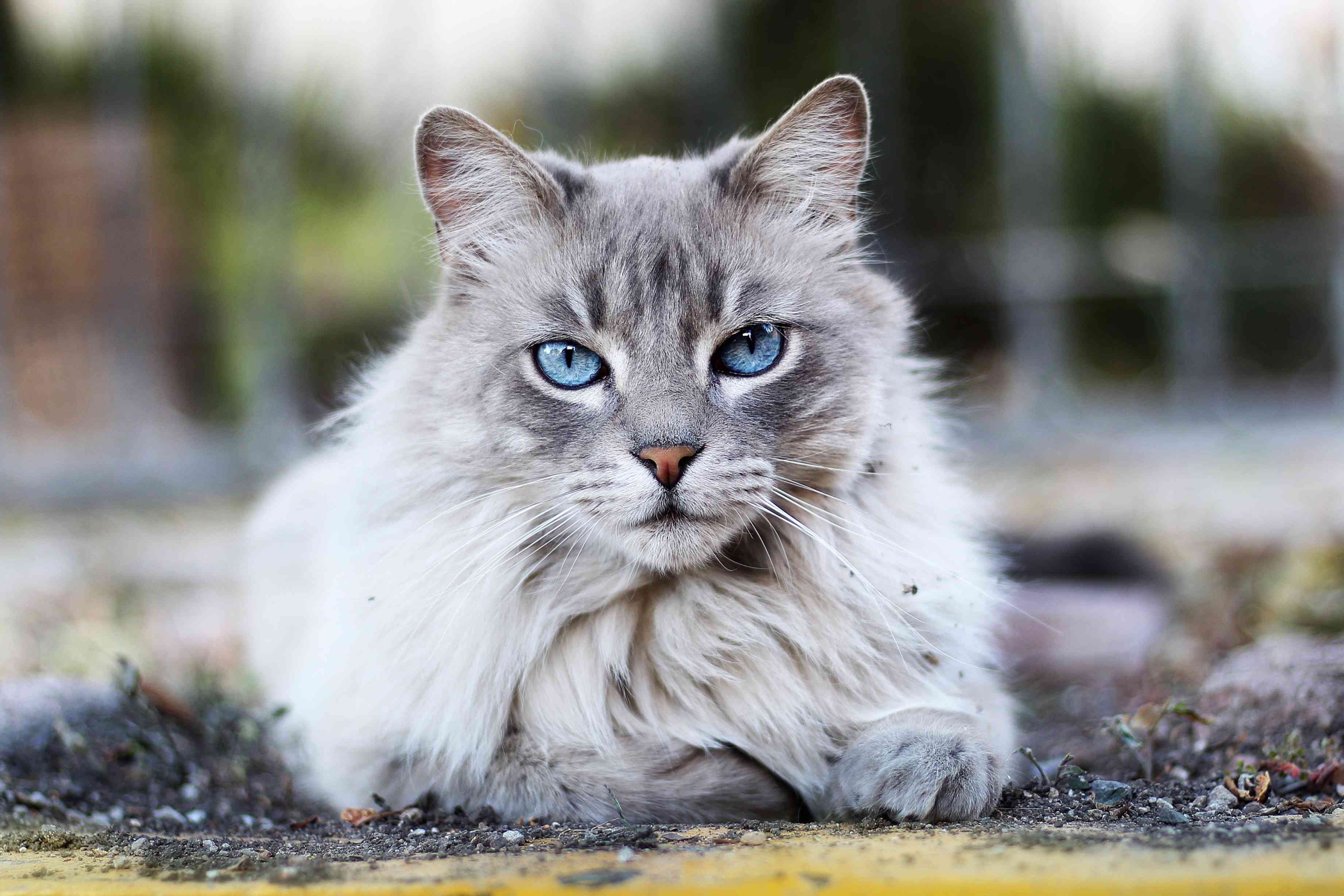 一只灰色的蓝眼睛缅因猫看着镜头。