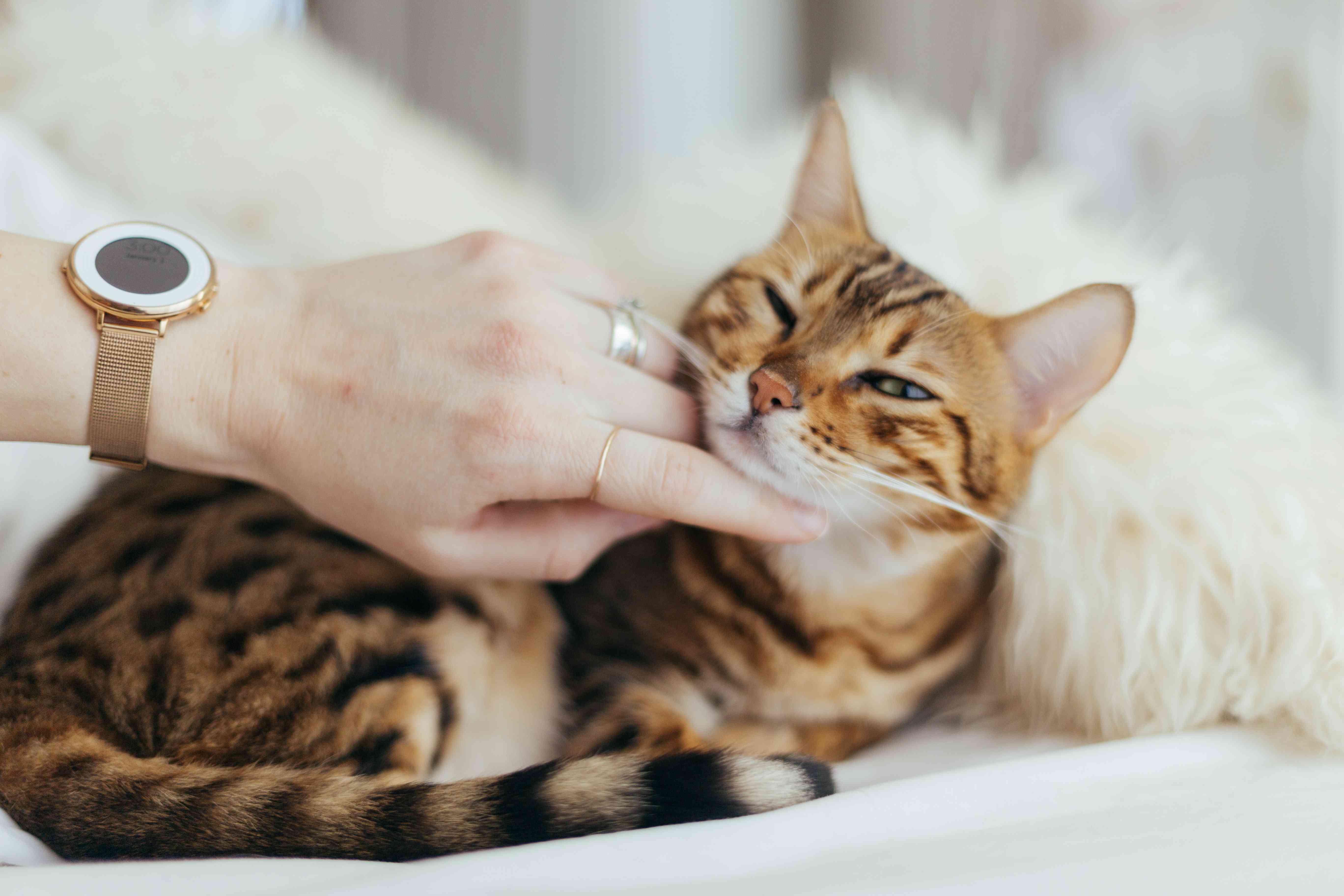 被主人抓伤的猫