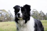 外面有一条黑白相间的牧羊犬