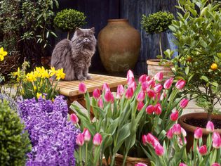 春花展示周围的猫在桌子上