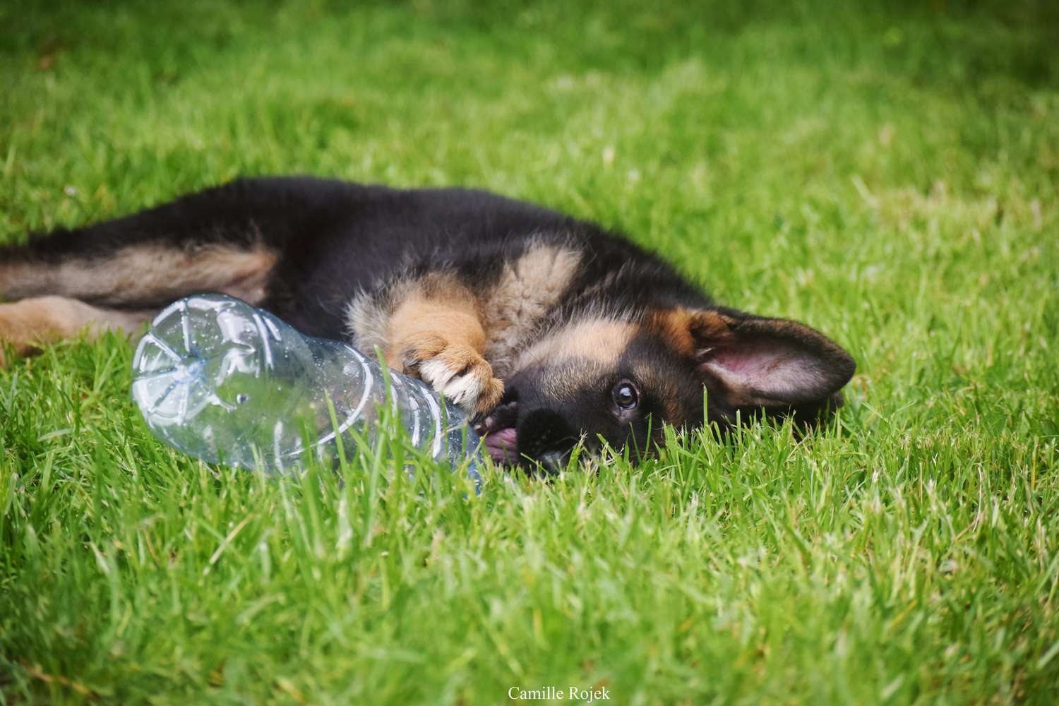 可爱的德国牧羊犬小狗嚼着塑料水瓶