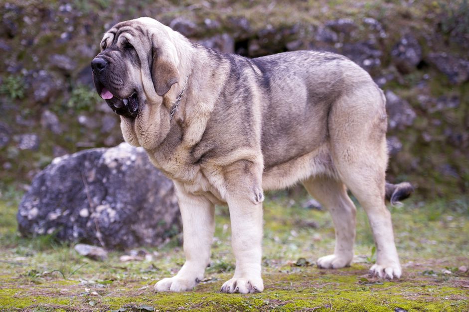 站在岩石地带的西班牙獒犬