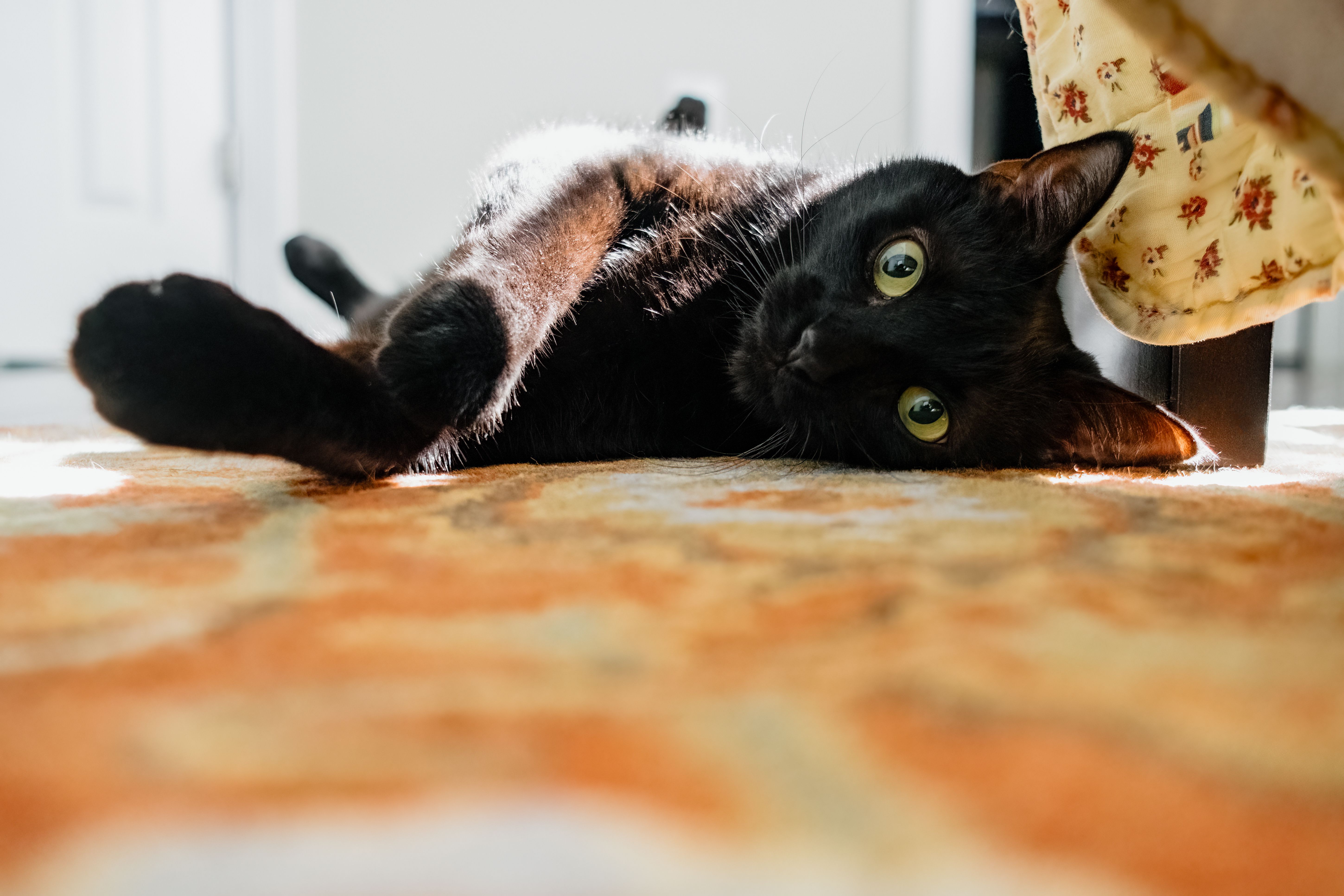 black American shorthair cat laying in the sun