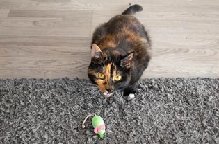 灰色地毯上一只绿色玩具老鼠后面有一只橙黑猫