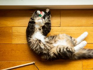 黑、棕、白三色的猫在背上玩毛线球