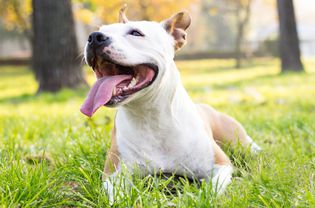 在草地上休息的小猎犬