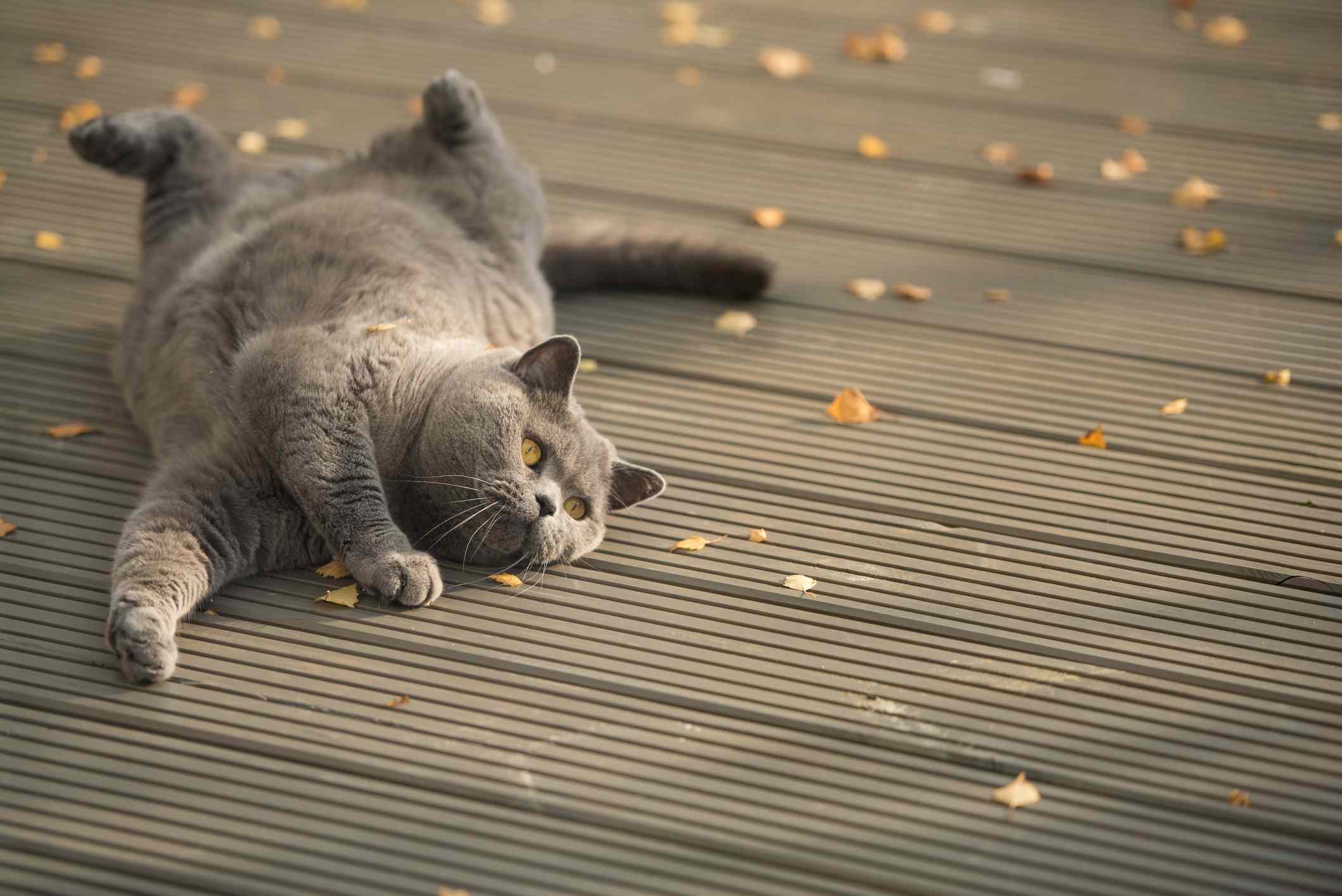 顽皮的猫在花园甲板上打滚