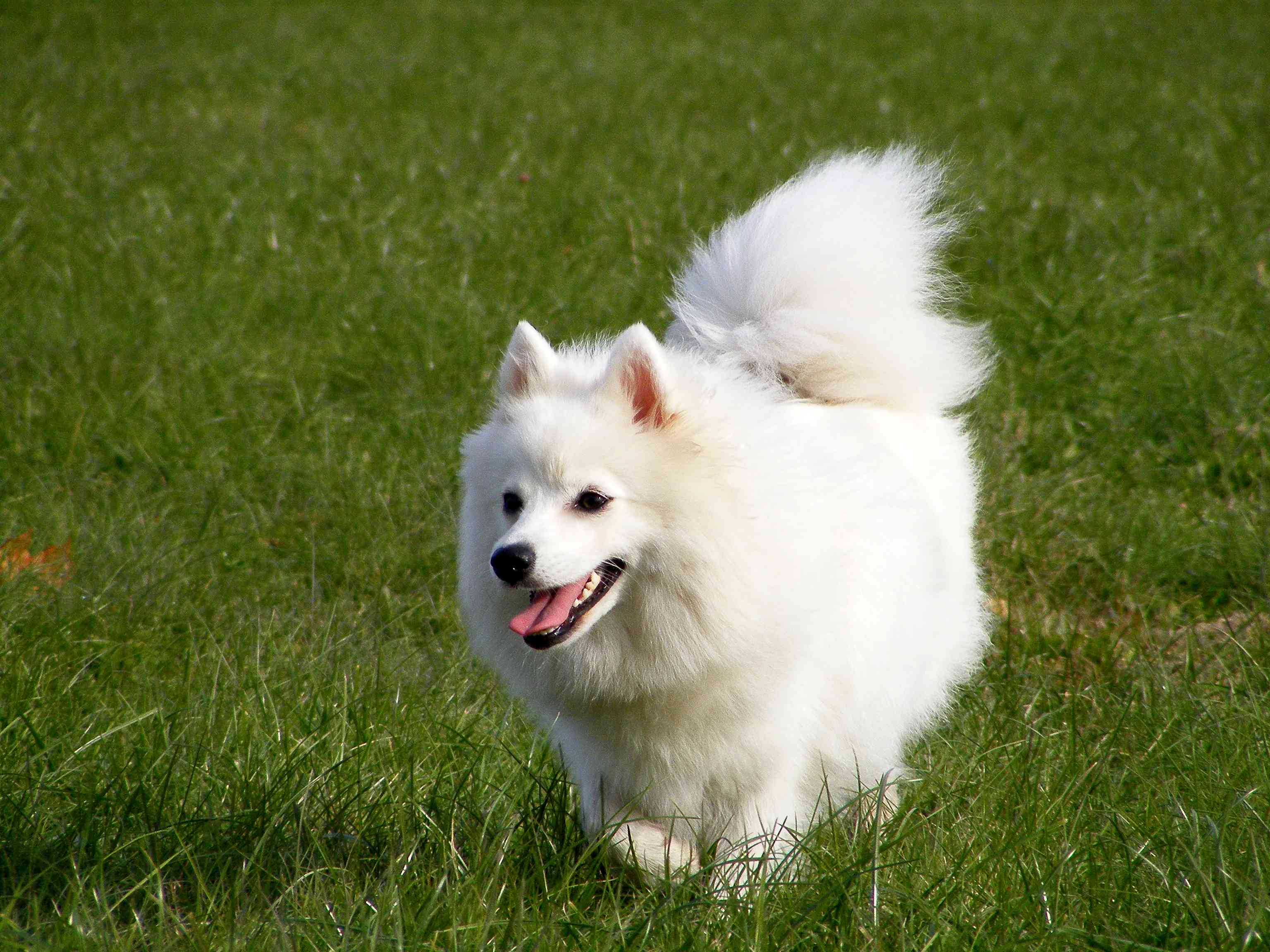 日本的猎犬
