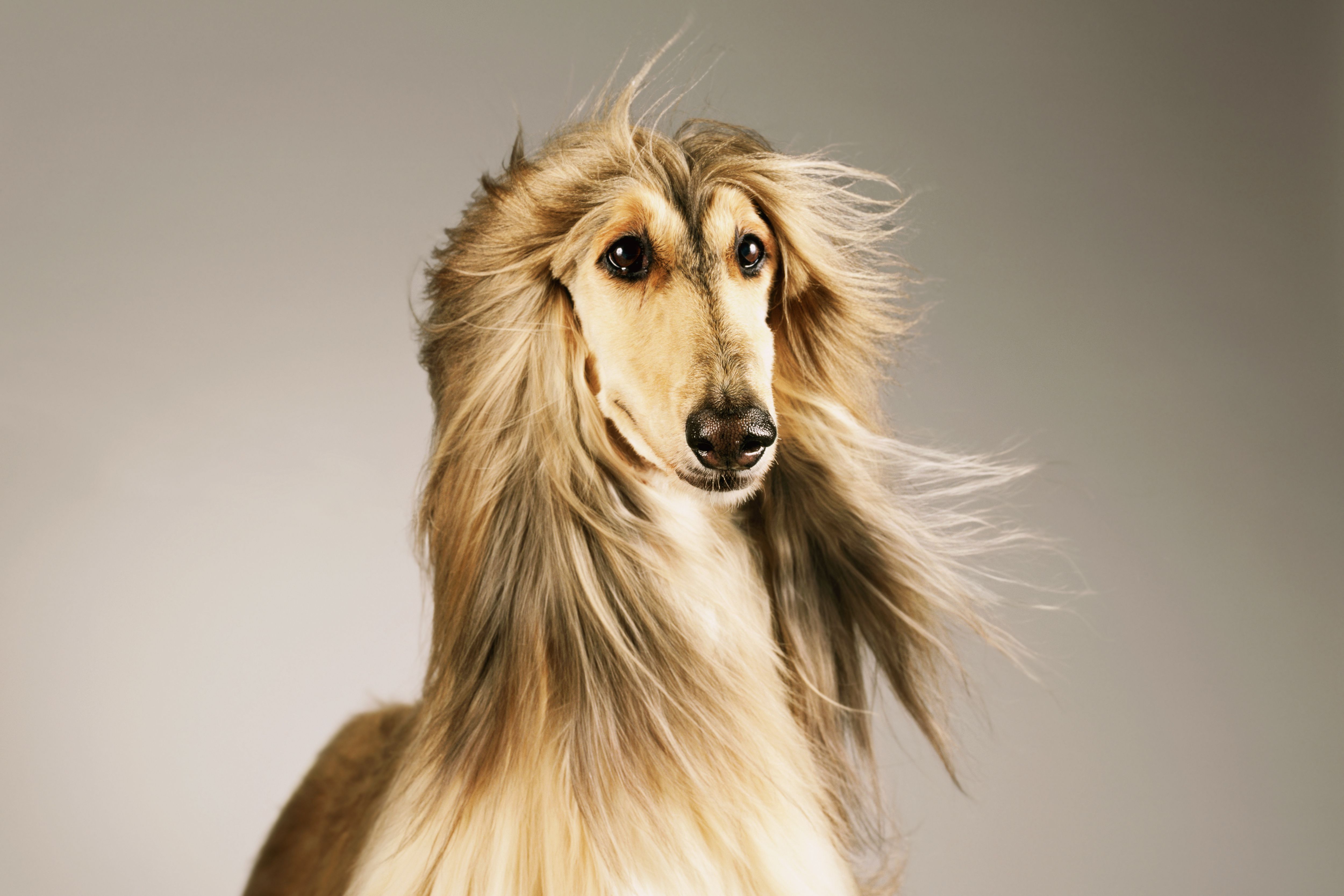 一只阿富汗猎犬的肖像