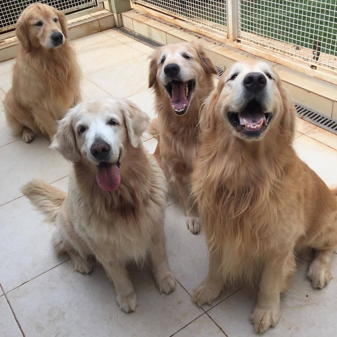 金毛猎犬幼犬