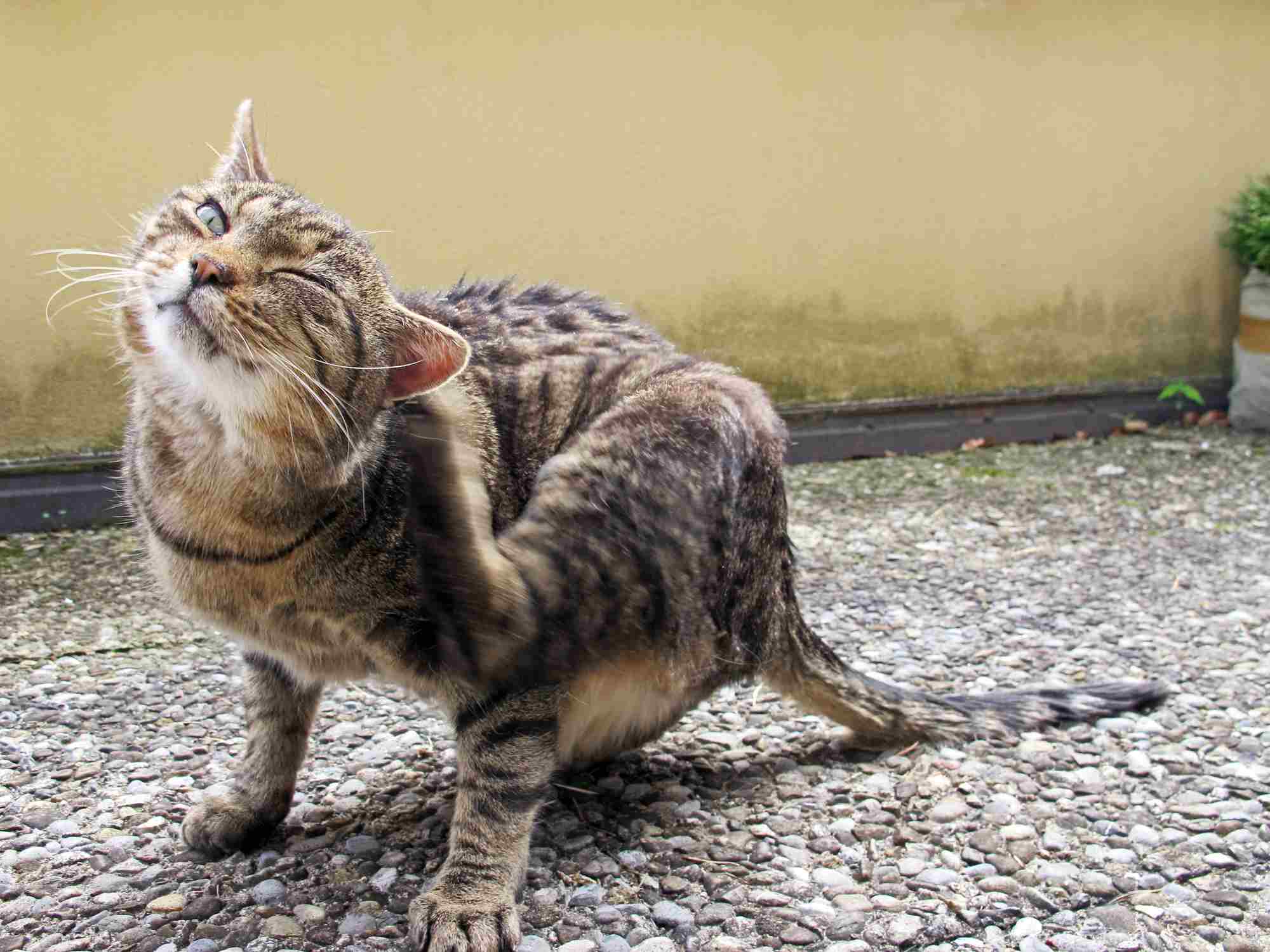 猫挠耳朵