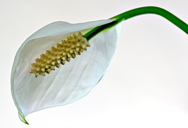 和平莲