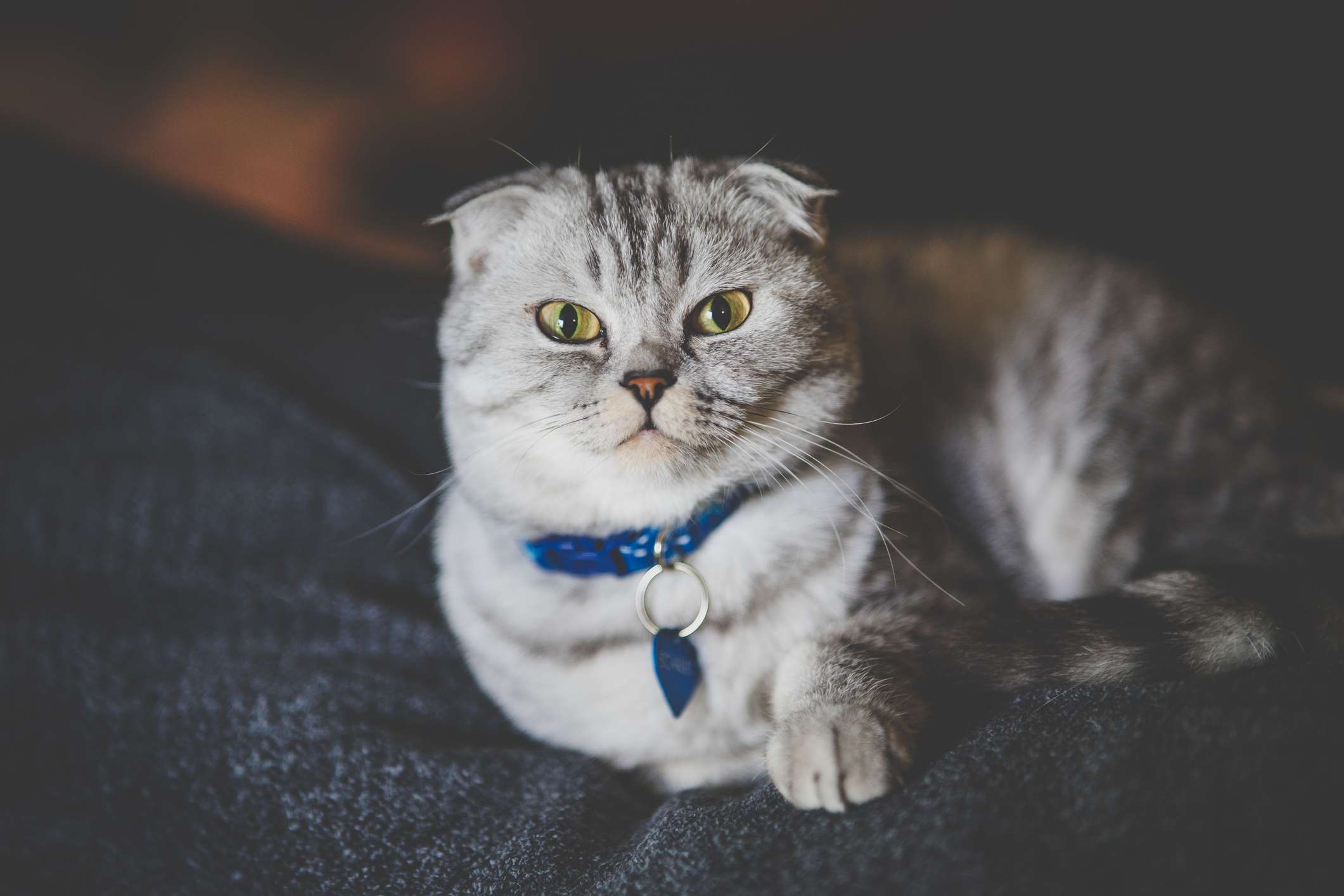 一个灰色的猫