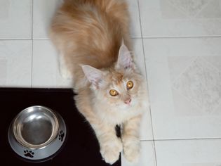 黄褐色和白色的猫躺在食物碗旁边