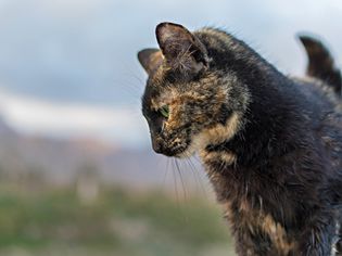 塔普娜的猫在看着。