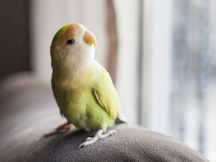 鹦鹉盯着窗外