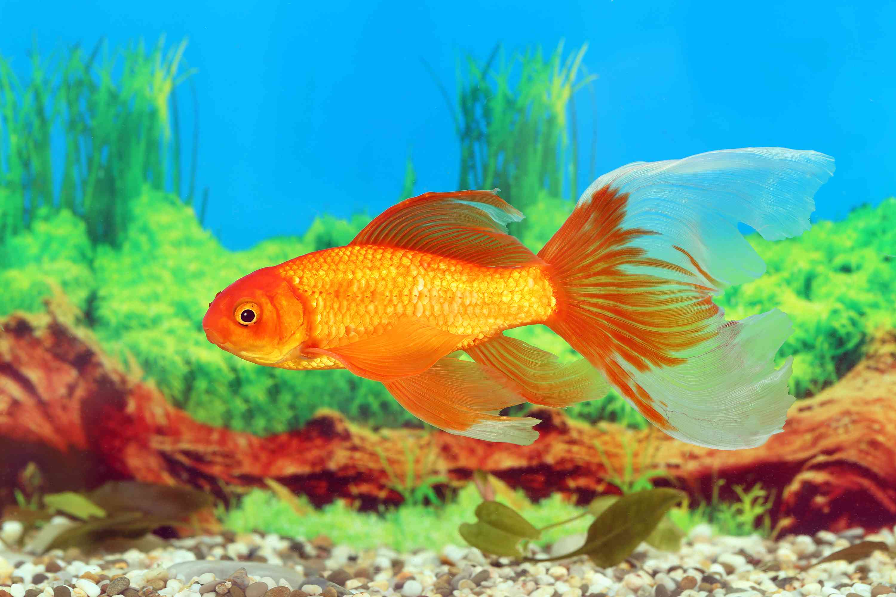 水族馆里的面纱尾彗星金鱼