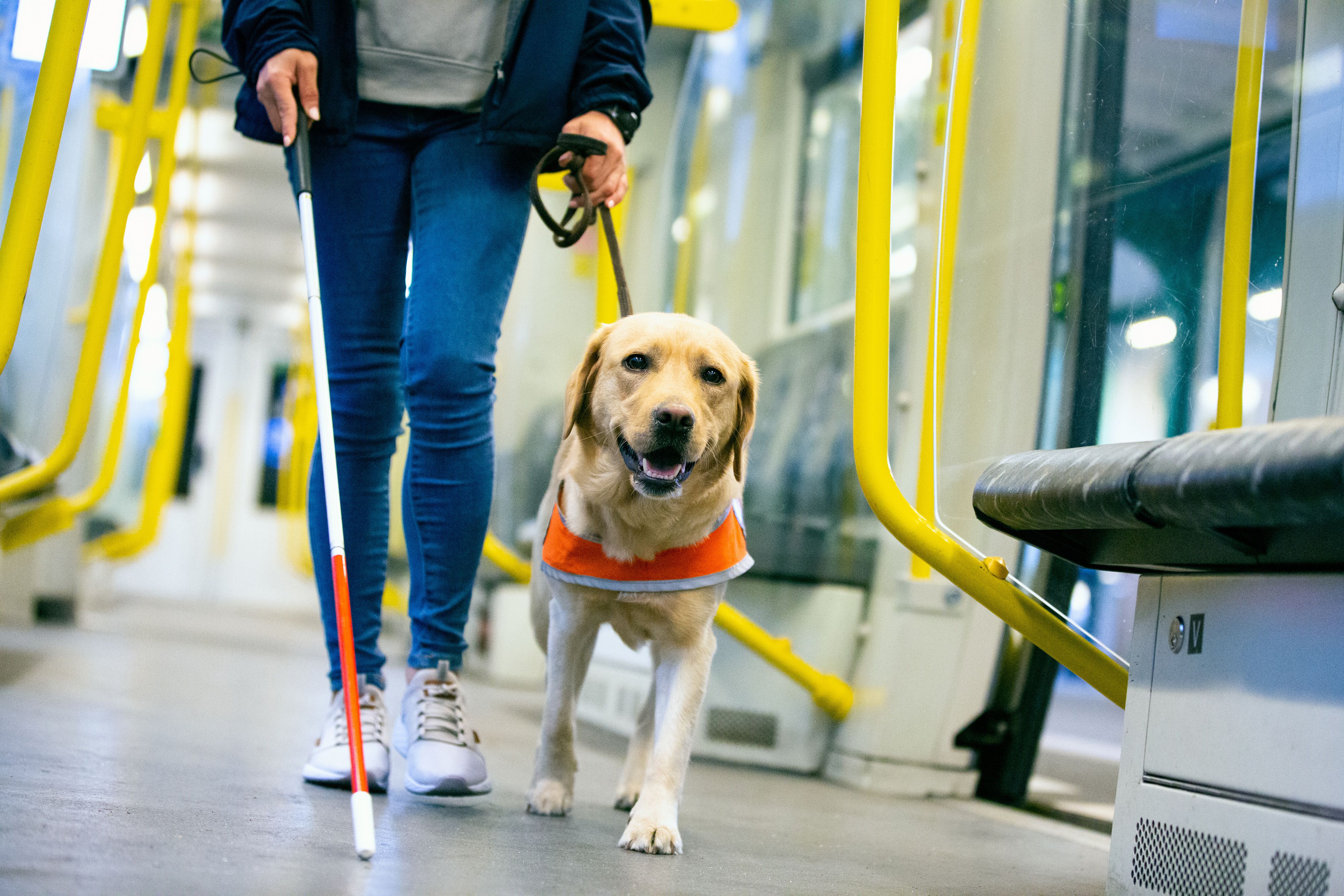 yellow labrador retriever guide dog leads blind person with cane through train compartment