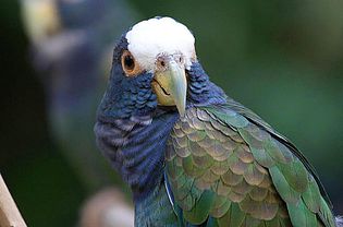 White-crowned Parrot or Plum-crowned Pionus (Pionus senilis) at Macaw Mountain Bird Park and Nature Reserve, Copan, Honduras.