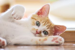 小猫
