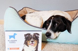 Wisdom Panel Canine DNA Test