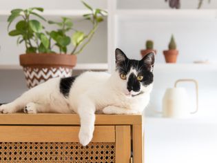 一只猫懒洋洋地躺在高高的梳妆台上