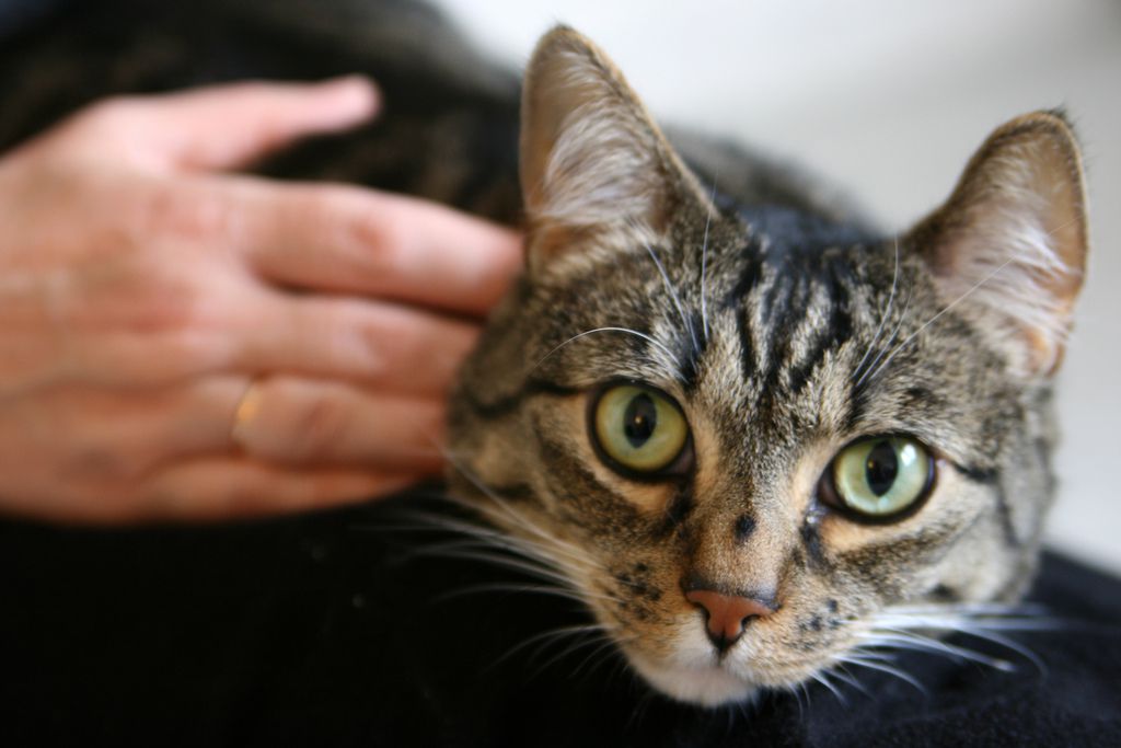 一个爱的猫