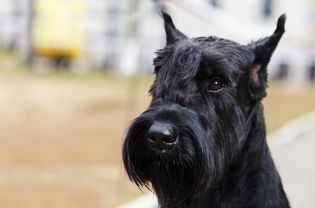 巨型雪纳瑞犬的肖像