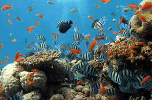 盐水水族馆