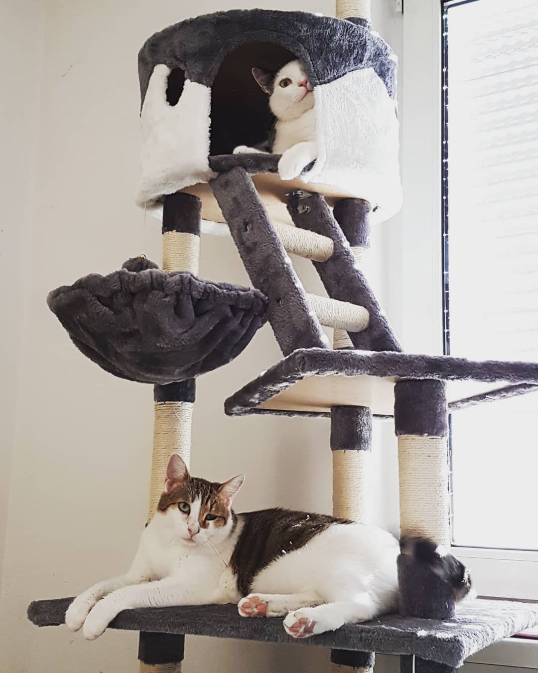 猫在灰色和白色的猫树。