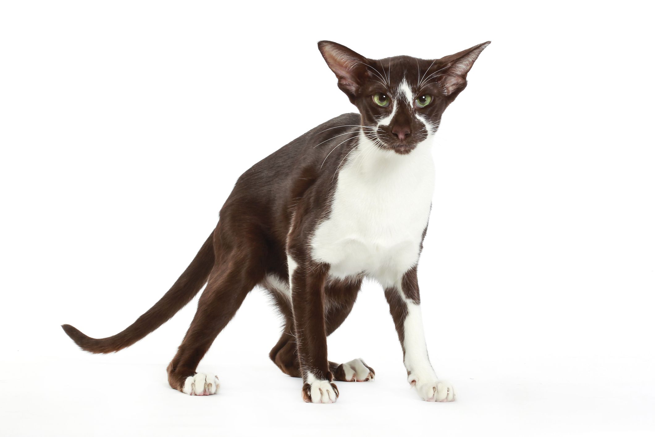 黑白相间的东方短毛猫