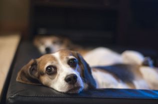 Beagle on couch