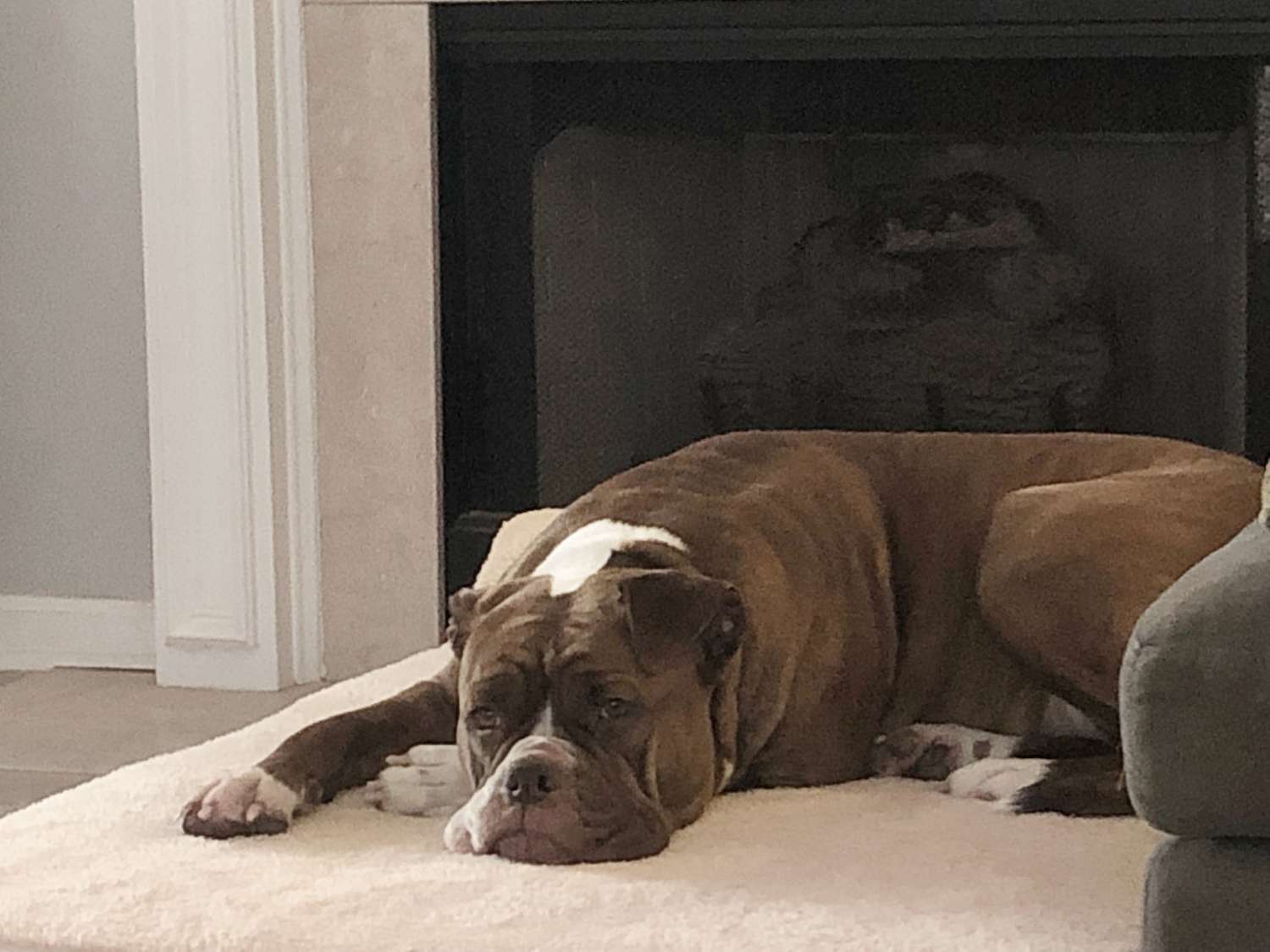 A dog laying down on the KOPEKS Orthopedic Memory Foam Pillow Dog Bed