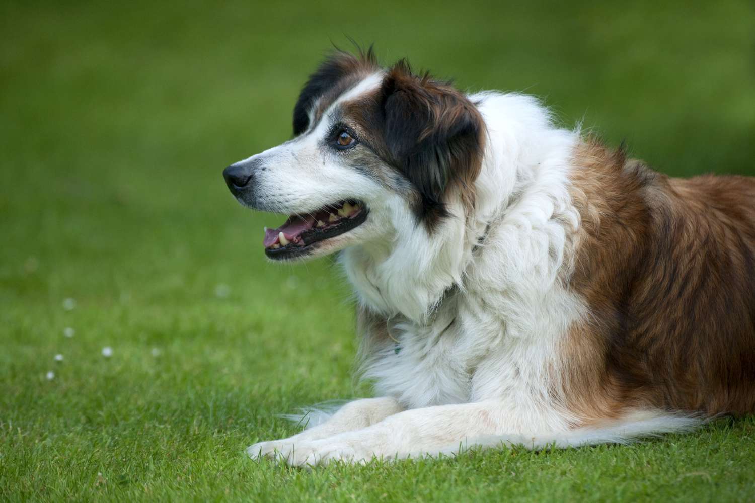 威尔士边境牧羊犬躺在草地上