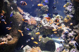 有多种颜色的鱼的水族馆