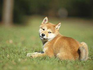 草原上的柴犬