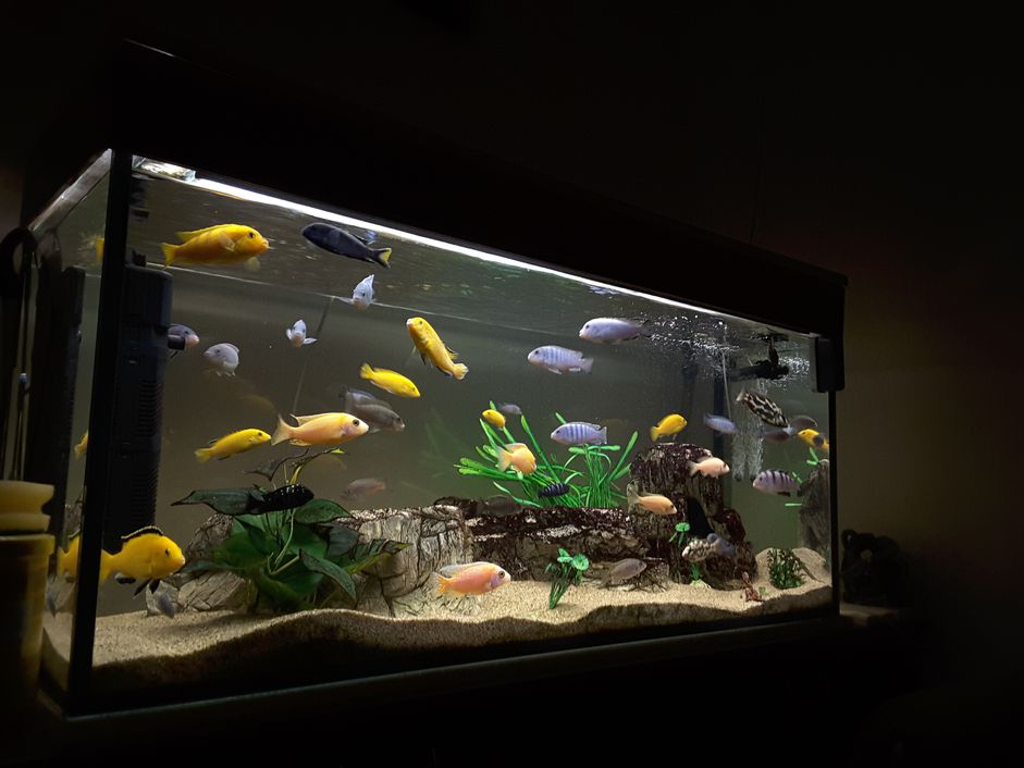 在水族馆里游泳