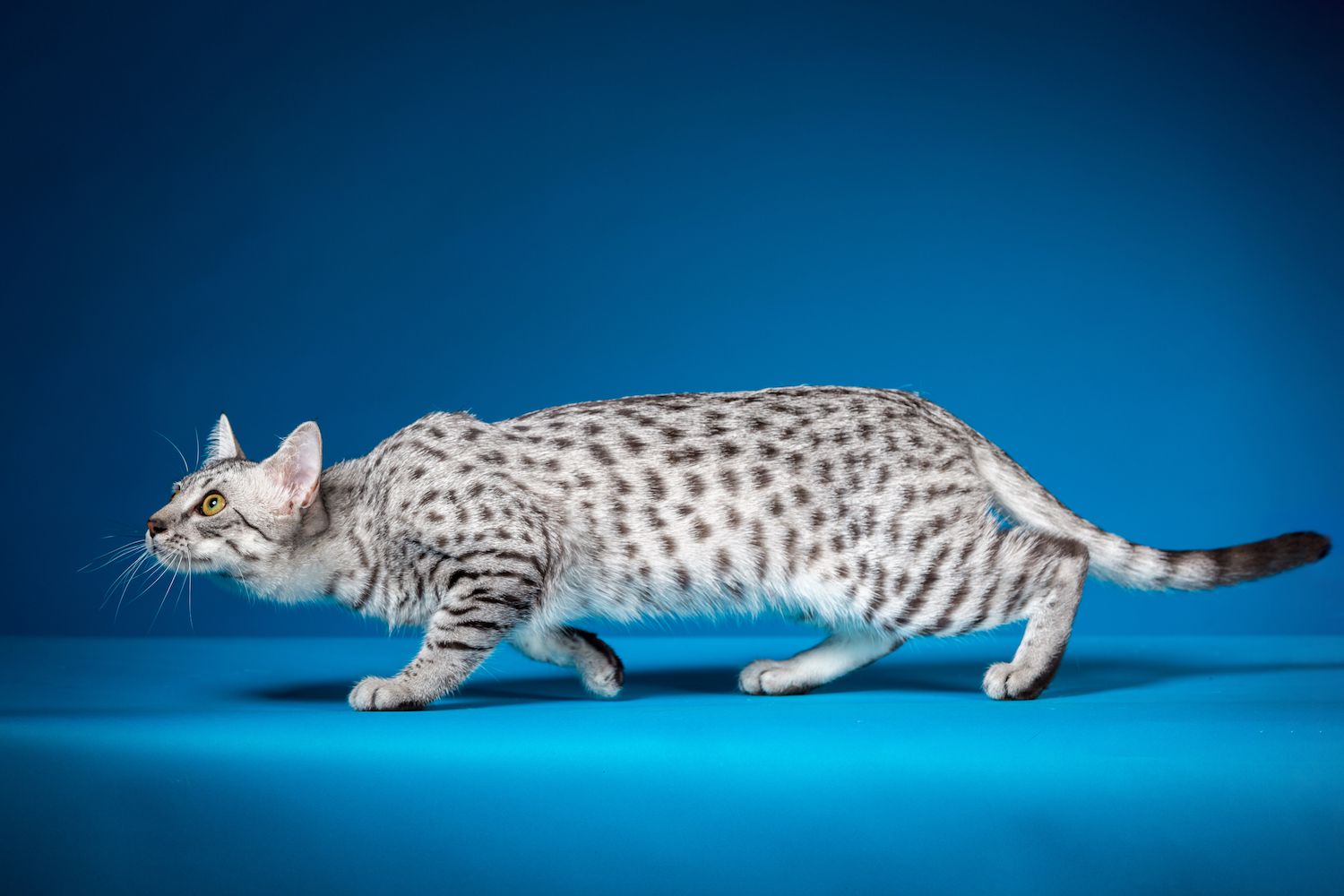 埃及猫