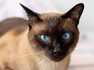 蓝色眼睛的暹罗猫特写